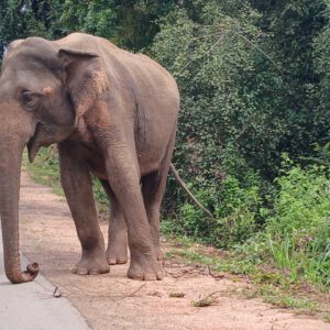 Sri Lanka 2026 